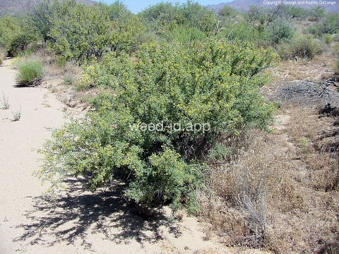 acacia, mescat